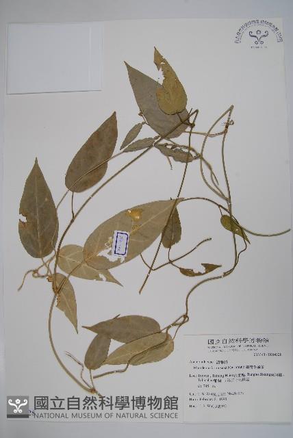 臺灣牛嬭菜藏品圖，第1張