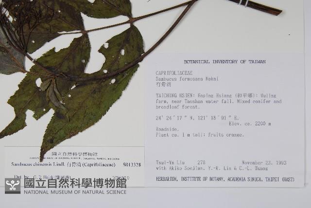 冇骨消藏品圖，第2張