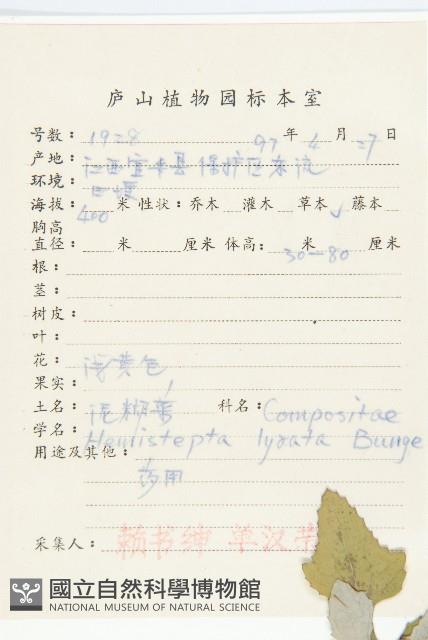 微毛柃藏品圖，第2張