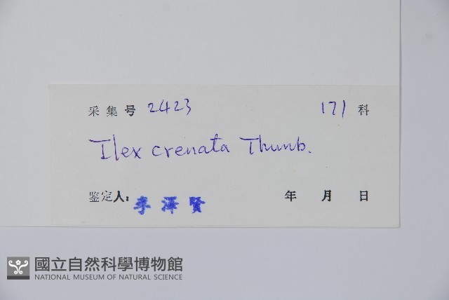 假黃楊藏品圖，第2張