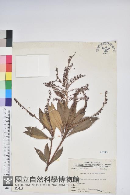 臺灣馬醉木藏品圖，第1張