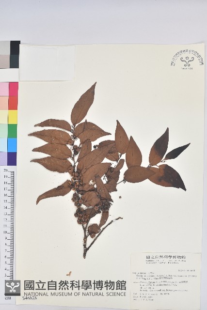 披針葉饅頭果藏品圖，第1張