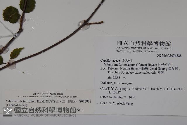 樺葉莢迷、玉山莢迷藏品圖，第2張