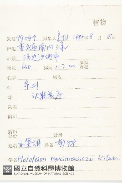 全光菊藏品圖，第2張