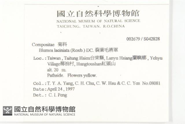 裂葉艾納香藏品圖，第2張