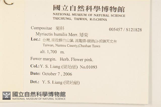 矮菊藏品圖，第2張