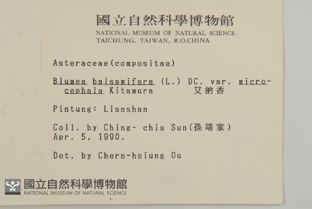 艾納香藏品圖，第2張