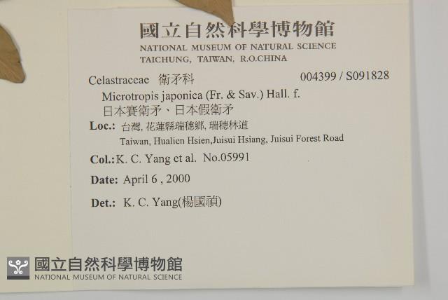 日本賽衛矛、日本假衛矛藏品圖，第2張