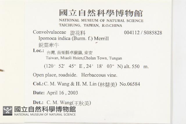 銳葉牽牛藏品圖，第2張