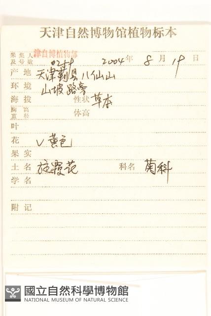 線葉旋覆花藏品圖，第2張