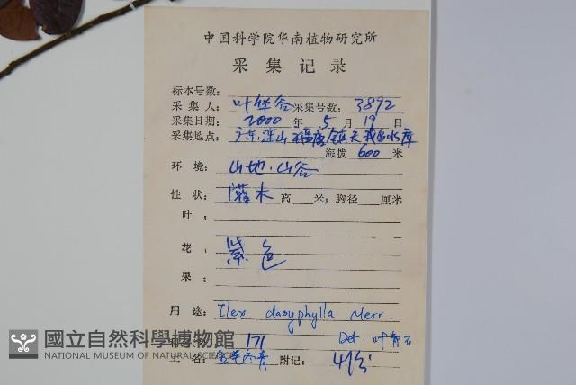 黃毛冬青藏品圖，第2張