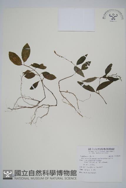 針刺草藏品圖，第1張