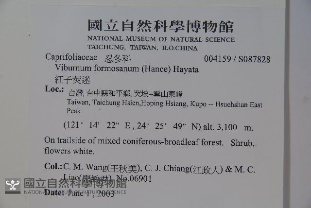 紅子莢迷藏品圖，第2張