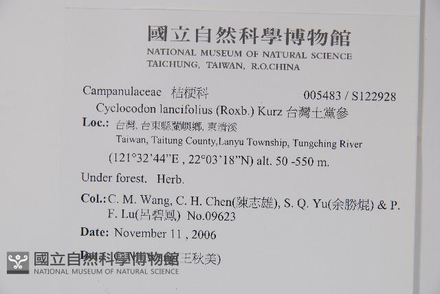 台灣土黨參藏品圖，第2張