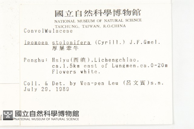 厚葉牽牛藏品圖，第2張
