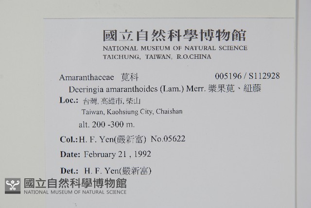 漿果莧、紐藤藏品圖，第2張