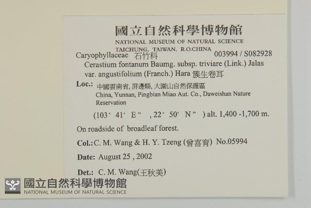 簇生卷耳藏品圖，第2張