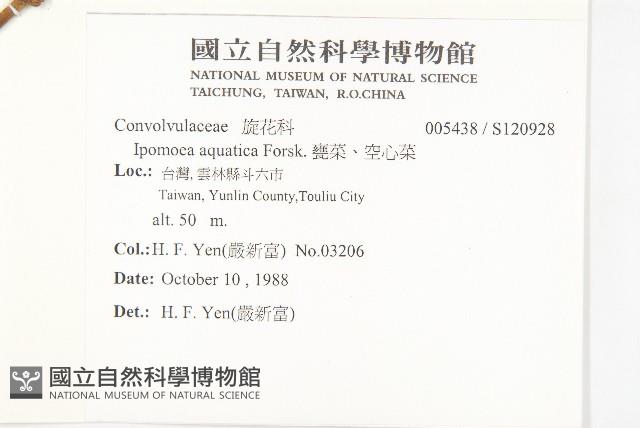 甕菜、空心菜藏品圖，第2張