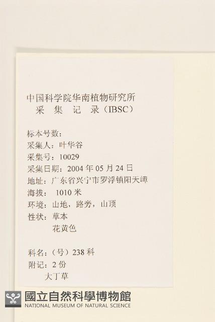 毛大丁草藏品圖，第2張