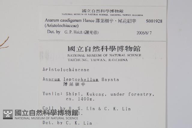 薄葉細辛、尾花細辛藏品圖，第2張