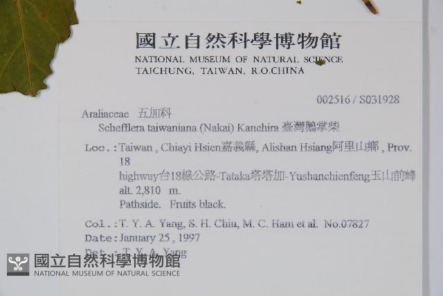 臺灣鵝掌柴藏品圖，第2張