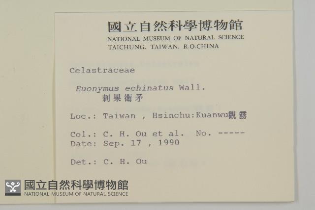 刺果衛矛藏品圖，第2張