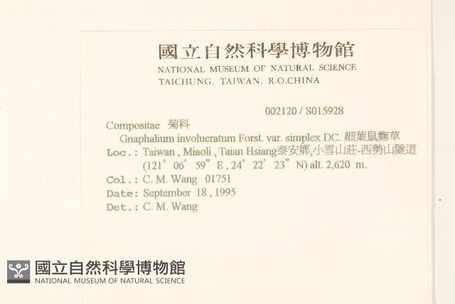 細葉鼠麴草藏品圖，第2張