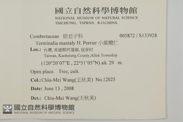 小葉欖仁藏品圖，第2張