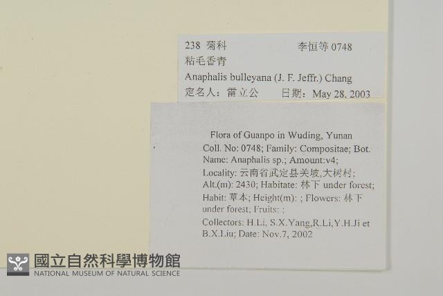 粘毛香青藏品圖，第2張