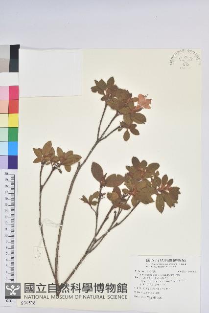 金毛杜鵑藏品圖，第1張