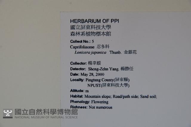 忍冬、金銀花藏品圖，第2張