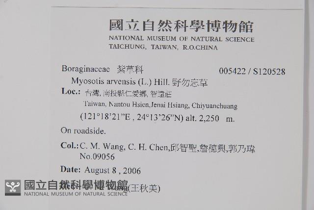 野勿忘草藏品圖，第2張