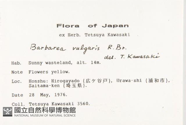 歐洲山芥藏品圖，第2張