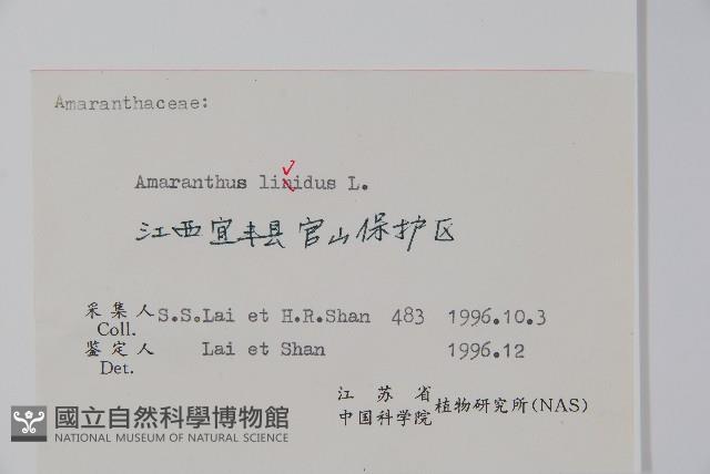 凹葉野莧菜藏品圖，第2張