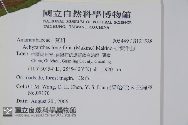 柳葉牛膝藏品圖，第2張