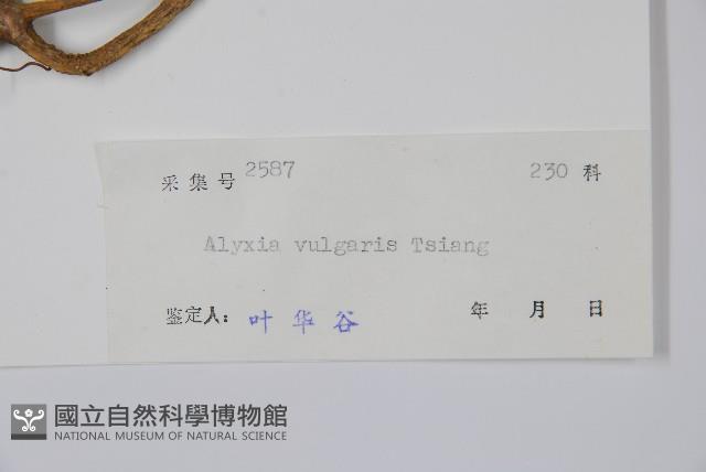 串珠子藏品圖，第2張