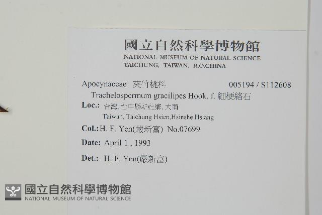 細梗絡石藏品圖，第2張