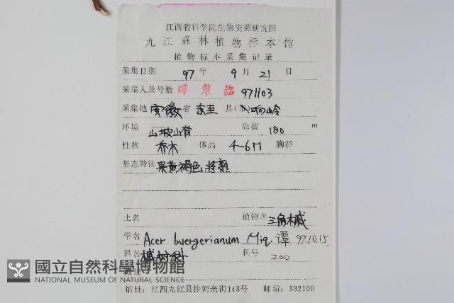 三角楓藏品圖，第2張