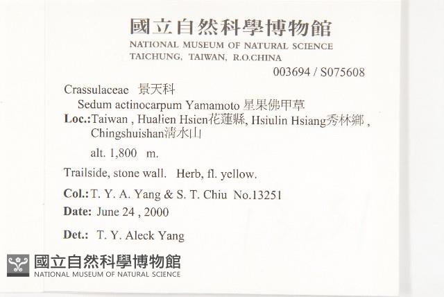 星果佛甲草藏品圖，第2張