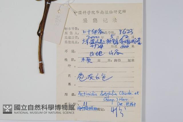 闊葉獼猴桃藏品圖，第2張