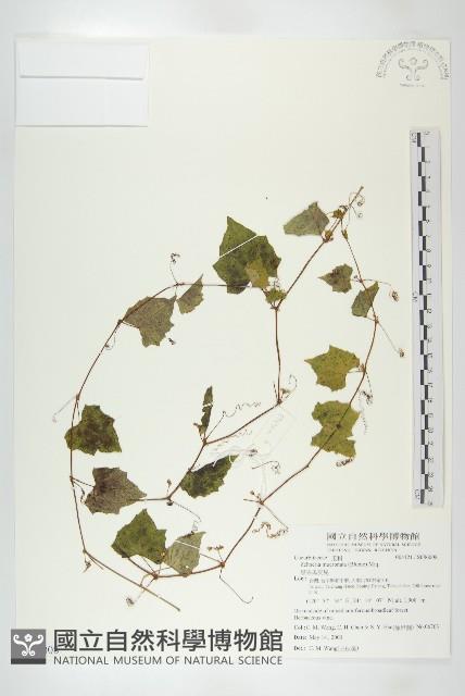 黑果馬交兒藏品圖，第1張