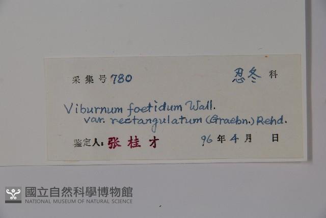 狹葉莢迷藏品圖，第2張