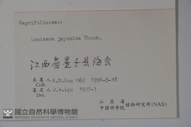 忍冬、金銀花藏品圖，第2張