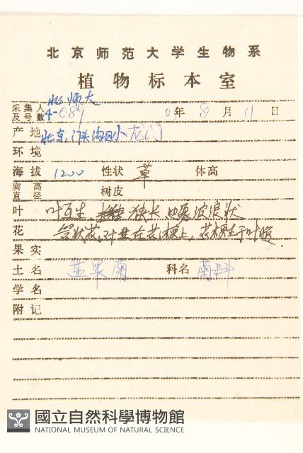 盤果菊藏品圖，第2張