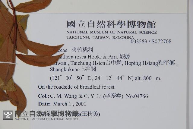 酸藤藏品圖，第2張