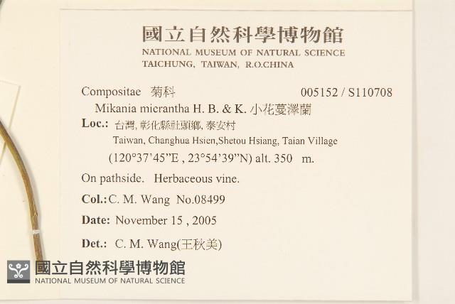 小花蔓澤蘭藏品圖，第2張