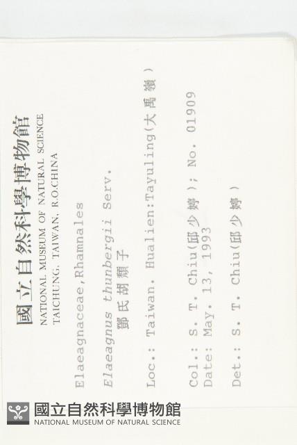 鄧氏胡頹子藏品圖，第2張