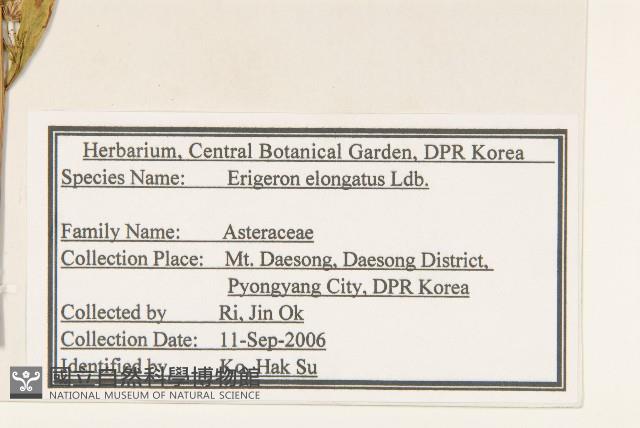 長莖非蓬藏品圖，第2張