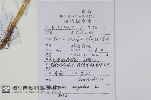 青葙藏品圖，第2張