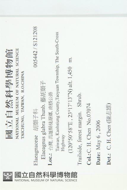 藤胡頹子藏品圖，第2張